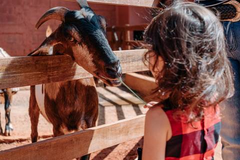 festa fazendinha infantil
'