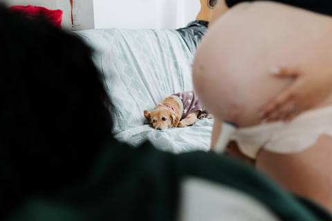 foto de parto normal em casa, perfil da barriga com pet ao fundo'