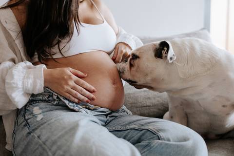 sessão de fotos de gestante com pet'