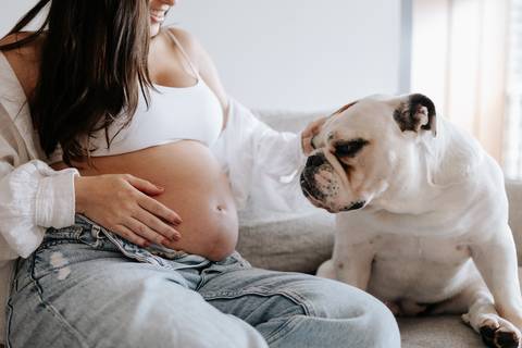 ensaio gestante em casa com pet'
