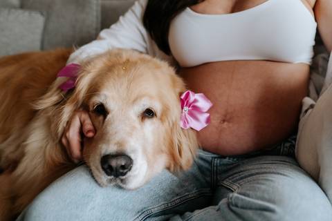 fotos grávida criativa com pet'
