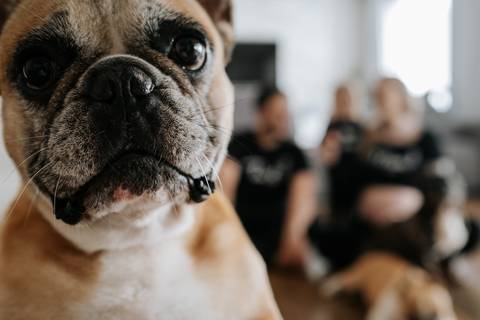 Foto de close do rosto do cachorro Bulldog no ensaio de família.'