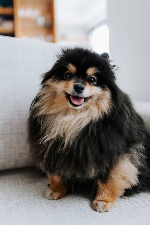 Foto de close do cão de estimação da família durante o ensaio gestante.'