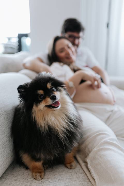 Foto do cão em primeiro plano com a gestante ao fundo no sofá.'