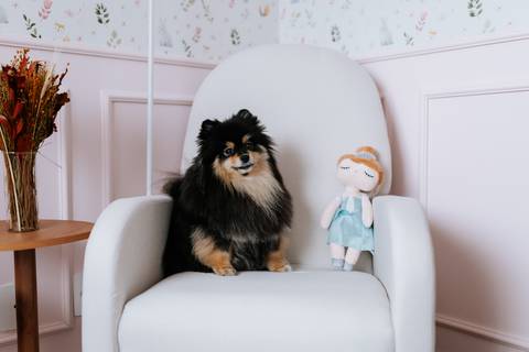 Foto do cão de estimação sentado na poltrona de amamentação.'