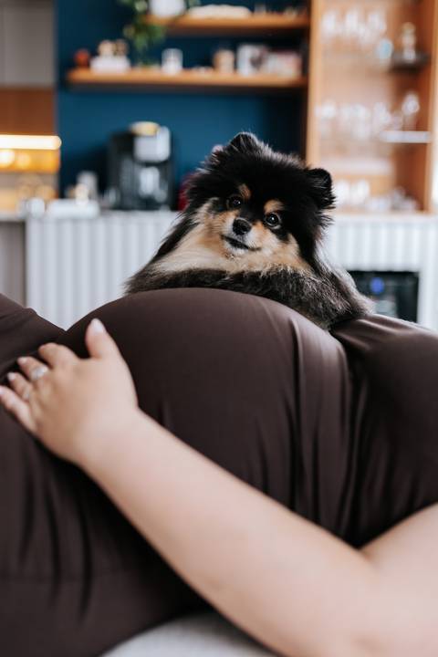 Foto em detalhe do cão de estimação deitado sobre a barriga da gestante.'