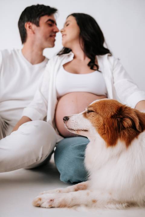 Foto de close do cão descansando a cabeça próximo à barriga.'