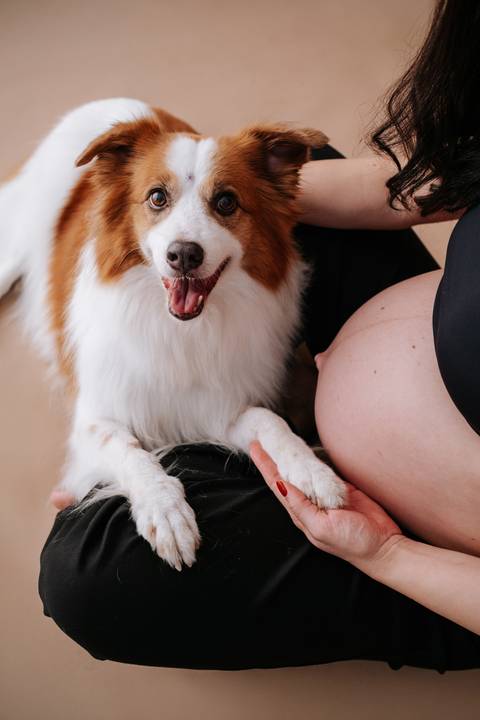 Foto aproximada do cão ao lado da barriga exposta da gestante.'