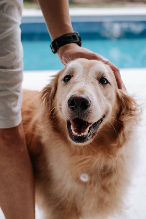 Foto do cachorro da família, um Golden Retriever.'