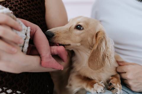 Foto do cachorro da família cheirando o pezinho da bebê Olívia.'