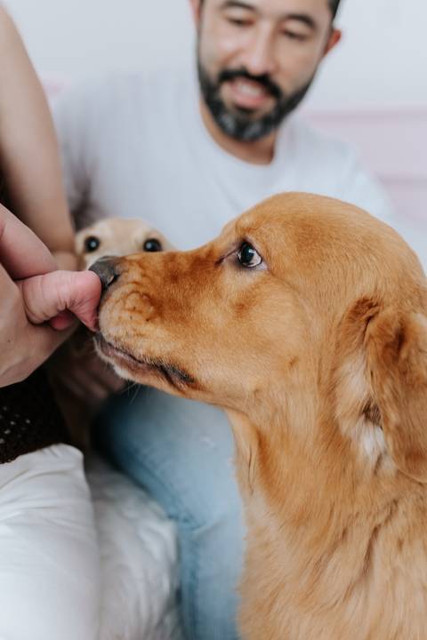 Foto em close do Golden Retriever interagindo com a recém-nascida.'