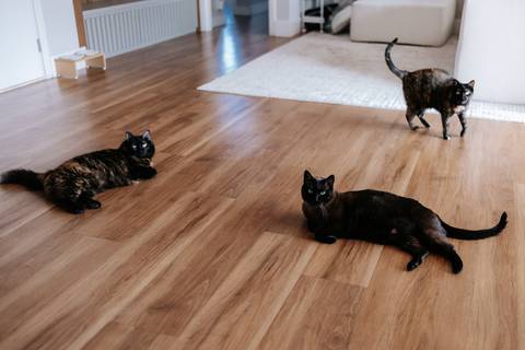Foto panorâmica da sala de estar com os gatos da família explorando o ambiente.'