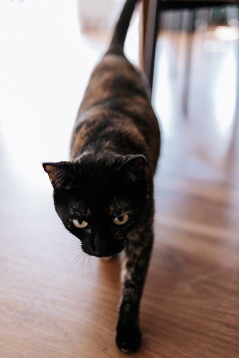 Foto aproximada de gato preto olhando curiosamente para a lente.'