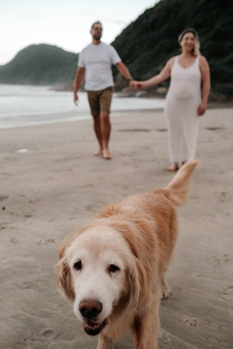 Close em ângulo baixo focando em um dos cães (Golden Retriever) correndo na praia.'