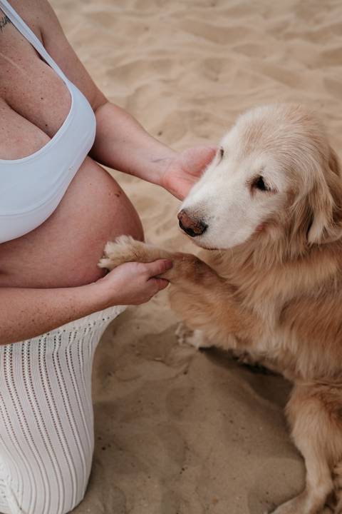 Foto em detalhe da mão da gestante acariciando a pata de um Golden Retriever.'