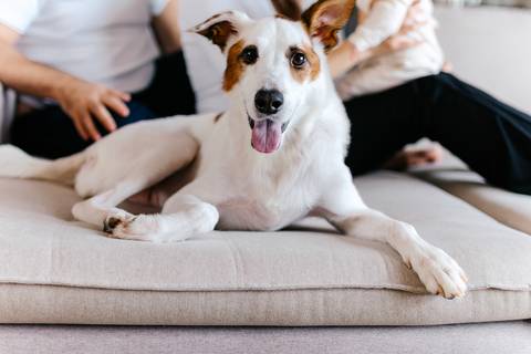 Close focado no cachorro de estimação branco e marrom deitado relaxado no estofado.'