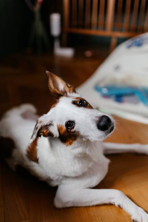 Close focado no rosto do cachorro de estimação branco e marrom olhando para cima.'