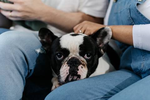 Cachorro bulldog francês da família sentado no sofá olhando para a câmera.'