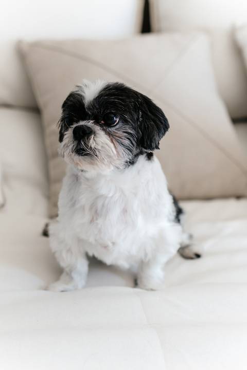 Pet da família juntos em um registro cheio de carinho.'