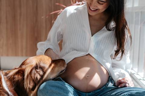 Cachorro encostando o focinho carinhosamente na barriga da gestante.'