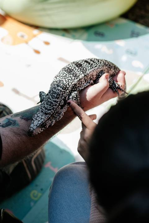 Detalhe do dedinho da criança tocando a pele do lagarto teiú.'
