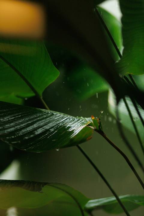 Casamento civil manaus, foto casamento manaus, casamento cartorio, casamento, casamento 8, casamento cartorio 8, Almoço casamento manaus, Jantar casamento Manaus'