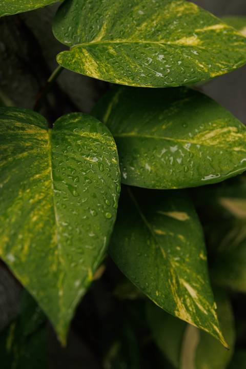 Casamento civil manaus, foto casamento manaus, casamento cartorio, casamento, casamento 8, casamento cartorio 8, Almoço casamento manaus, Jantar casamento Manaus'