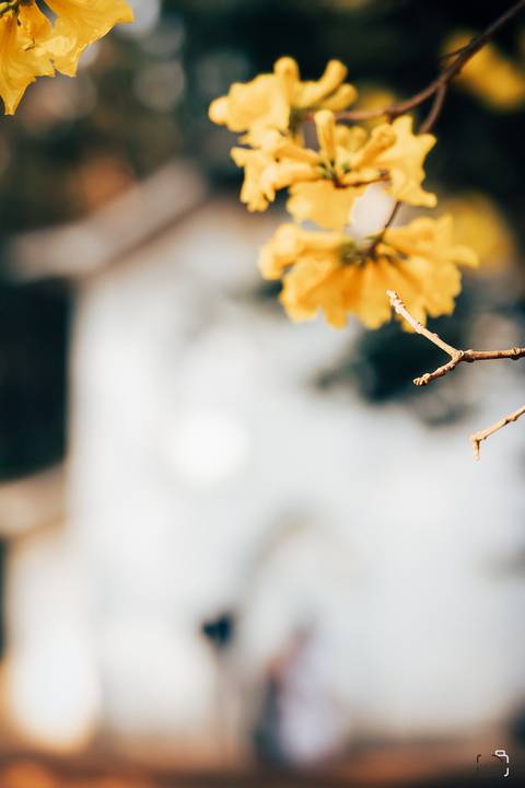 casamento-casar-noiva-make-vestido-buque-brinde-madrinha-dama-rainha-amor-fotografia-de-casamento-noivo-padrinho-chacara-love-cerimonial-igreja-por-do-sol-fotografo-fotos-dj-buffet-dança-uberlandia-minas-gerais-aliança-anel-banda-bar-buffet-buque-paixao- '