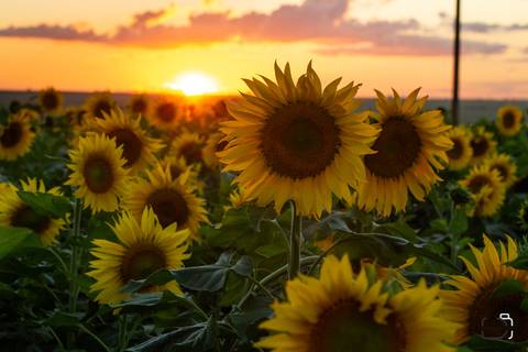 ensaio-uberlandia-minas-geraisrenata-girassol'