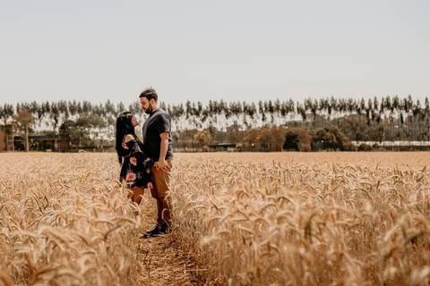Campos de trigos para fotografia'