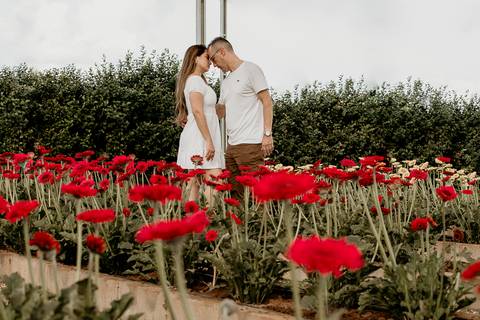 Pré-wedding nos campos de flores em Holambra'