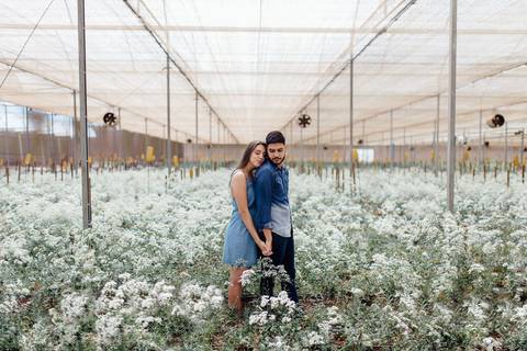campo de trigo em holambra fernando oliveira fotografia pre wedding estufa em flores'