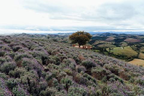 campo de lavanda lavandário cunha '