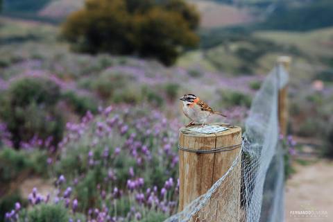 passaro lavanda cunha sp'