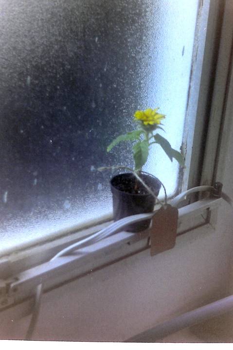 '