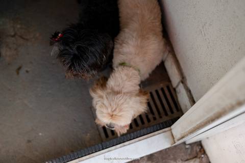 Casamento no por do sol de Alexandre Kapiche e Mayara Rodrigues. Decoração colorida e tropical na Enseada Azul em Búzios - RJ.'