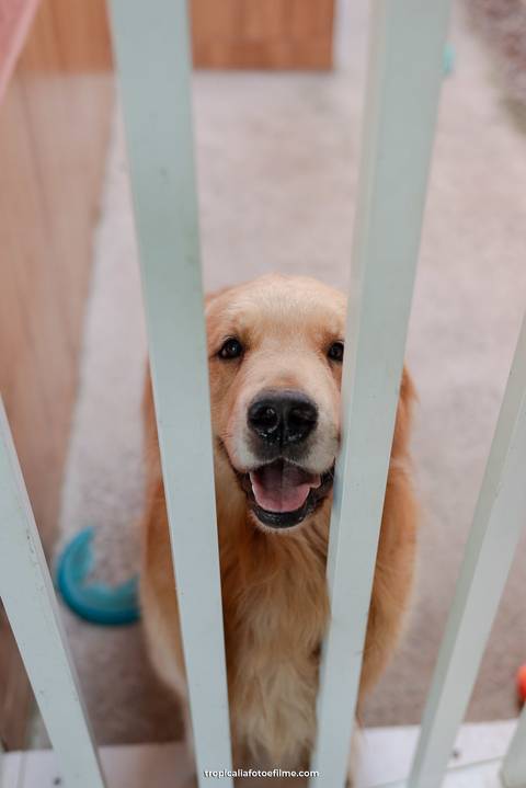Casamento no por do sol de Alexandre Kapiche e Mayara Rodrigues. Decoração colorida e tropical na Enseada Azul em Búzios - RJ.'