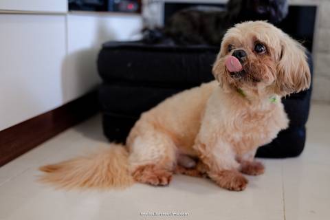 Casamento no por do sol de Alexandre Kapiche e Mayara Rodrigues. Decoração colorida e tropical na Enseada Azul em Búzios - RJ.'