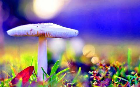 LISTEN TO THE COLOUR OF YOUR DREAMS'