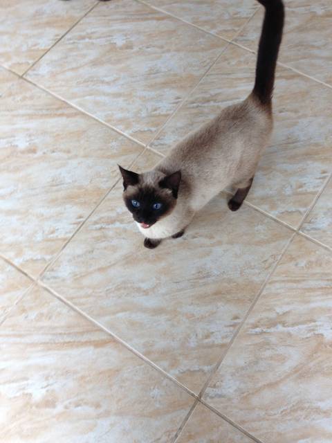 Here, kitty kitty ♥♥'