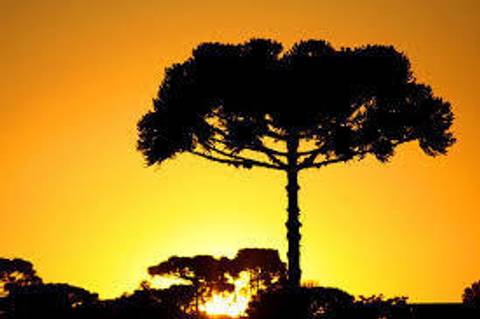 Pinheiros do Paraná, que bom tê-los como areia no mar'
