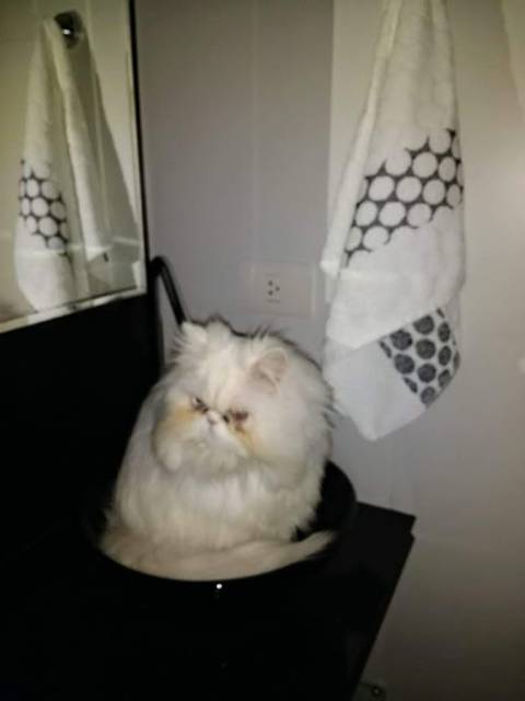 o bichano mais lindo do mundo: Pipoca ♥
'