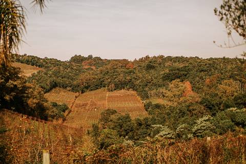 Paisagem lindo do vale dos vinhedos na vinícola bodegone'