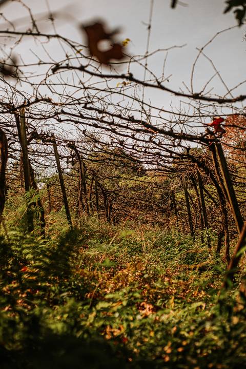 Parreiral de uvas para fotografar em bento Gonçalves no vale dos vinhedos'
