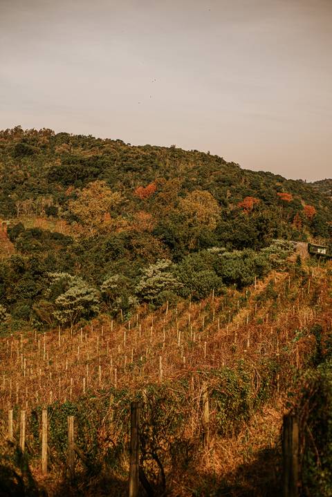 Paisagem das montanhas do vale dos vinhedos em bento Gonçalves fotografada pela Aline fontes'