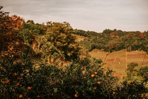 pé de bergamota no vale dos vinhedos com uma vista linda'