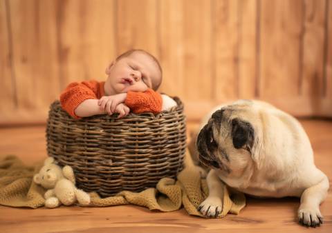 pug admirando seu irmão humano - pets no ensaio newborn'