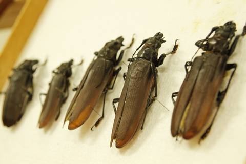 COORDENAÇÃO DE INFORMAÇÃO E DOCUMENTAÇÃO'