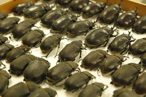 COORDENAÇÃO DE INFORMAÇÃO E DOCUMENTAÇÃO'