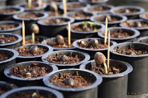 ECOLOGIA FLORESTAL  - IDSM - (INSTITUTO MAMIRAUÁ) - TEFÉ'